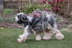 Terrier - Tibetan
