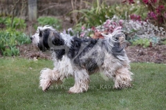 Terrier - Tibetan