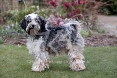 Terrier - Tibetan