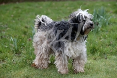 Terrier - Tibetan