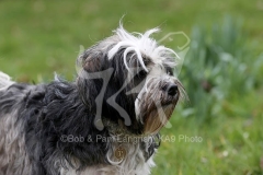 Terrier - Tibetan