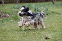 Terrier - Tibetan