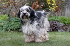 Terrier - Tibetan