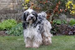 Terrier - Tibetan