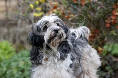 Terrier - Tibetan