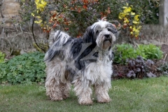 Terrier - Tibetan