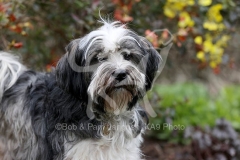 Terrier - Tibetan