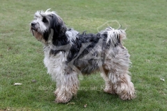 Terrier - Tibetan