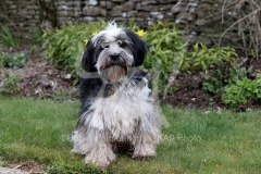 Terrier - Tibetan