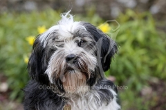 Terrier - Tibetan