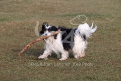 Terrier - Tibetan