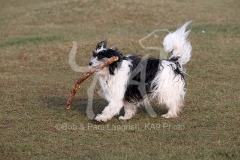 Terrier - Tibetan