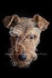 Terrier - Welsh