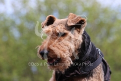 Terrier - Welsh