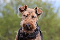 Terrier - Welsh