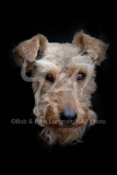 Terrier - Welsh