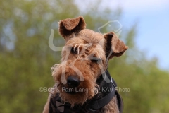 Terrier - Welsh