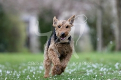Terrier - Welsh