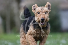 Terrier - Welsh