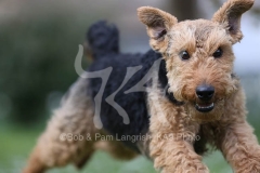 Terrier - Welsh