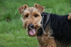 Terrier - Welsh