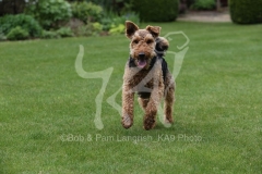 Terrier - Welsh
