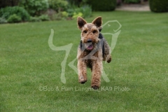 Terrier - Welsh