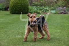 Terrier - Welsh