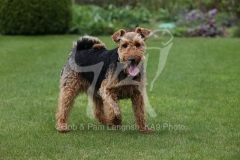 Terrier - Welsh