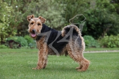 Terrier - Welsh