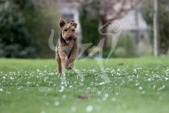 Terrier - Welsh