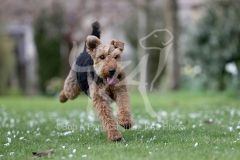 Terrier - Welsh