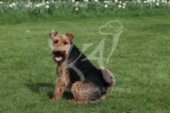 Terrier - Welsh
