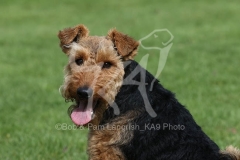 Terrier - Welsh