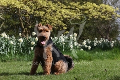 Terrier - Welsh