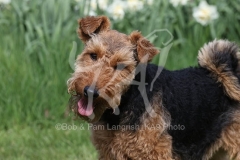 Terrier - Welsh