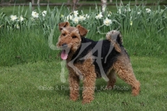 Terrier - Welsh