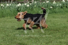 Terrier - Welsh