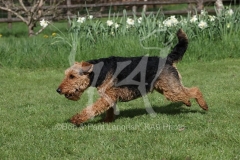 Terrier - Welsh