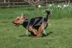 Terrier - Welsh