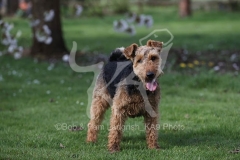 Terrier - Welsh