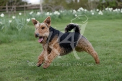Terrier - Welsh