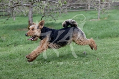 Terrier - Welsh