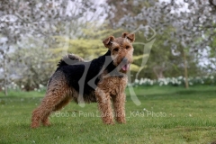 Terrier - Welsh