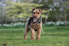 Terrier - Welsh
