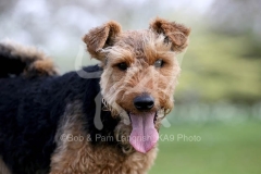 Terrier - Welsh