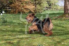 Terrier - Welsh