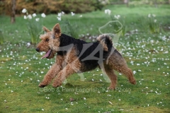 Terrier - Welsh