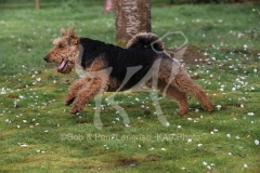 Terrier - Welsh