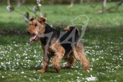 Terrier - Welsh
